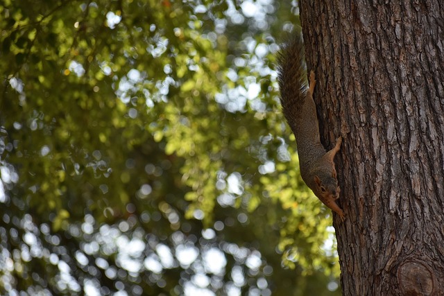 领袖球员 领袖球员