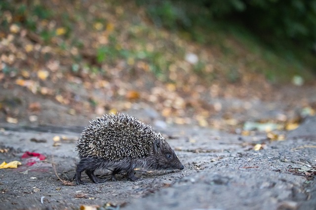 库尔图瓦技 库尔图瓦技